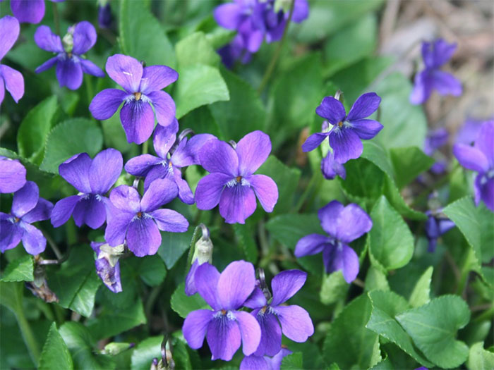 lọ hoa violet